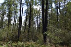 Image: K.A. Ford © Landcare Research 2015 